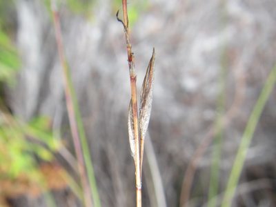 Schoenus inconspicuus, photographed by douglaseustonbrown