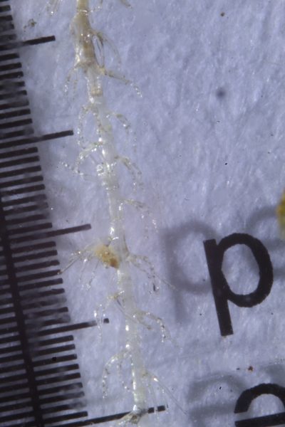 Paracromastigum longiscyphum, photographed by Em Lamond