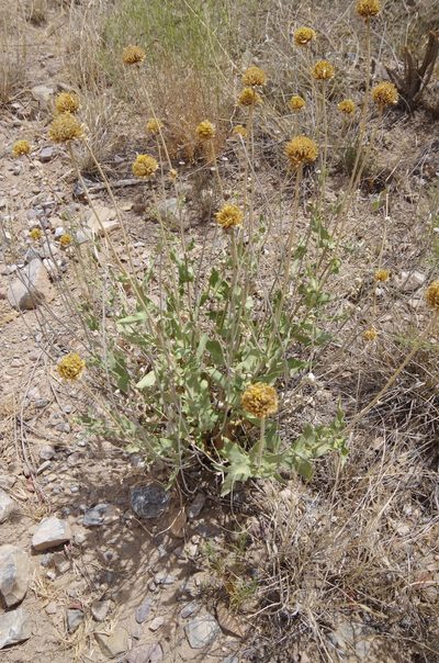 Verbesina rothrockii, photographed by Eric Knight