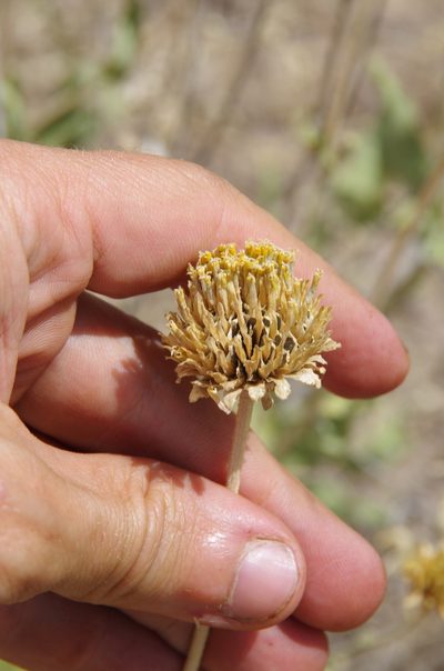 Verbesina rothrockii, photographed by Eric Knight