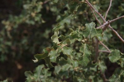 Quercus pungens, photographed by Eric Knight