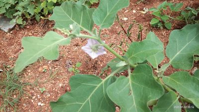 Solanum melongena, photographed by Swarochi Tathagath