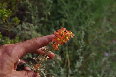 Sphaeralcea incana, photographed by Eric Knight