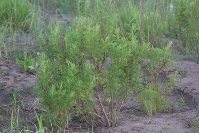 Artemisia abrotanum, photographed by Константин Селивёрстов