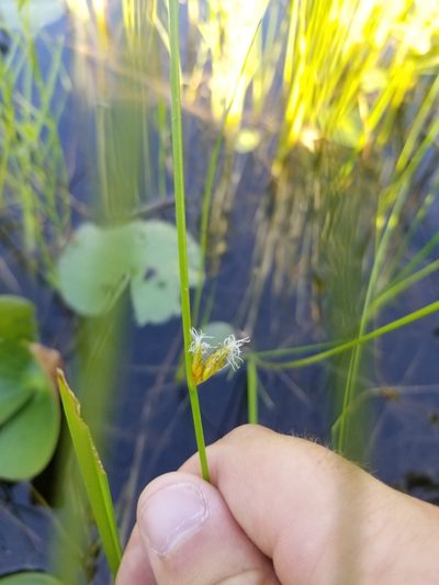 Schoenoplectus torreyi, photographed by Carter Dorscht