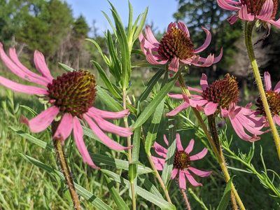Echinacea tennesseensis, photographed by Courtney Alley