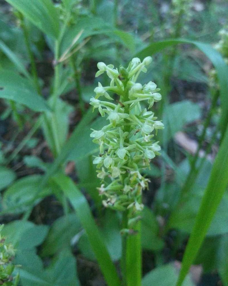 Platanthera fuscescens, photographed by Юлия