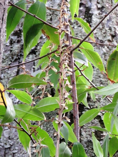 Cyclopogon elatus, photographed by Juan Carlos Caicedo Hernández