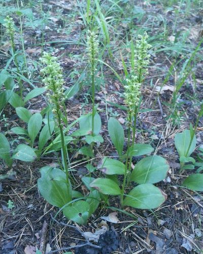 Platanthera fuscescens, photographed by Юлия