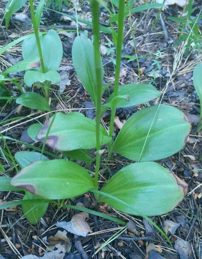 Platanthera fuscescens, photographed by Юлия