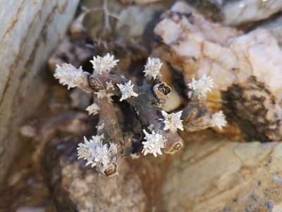Sarcocaulon multifidum, photographed by leandra-k_89