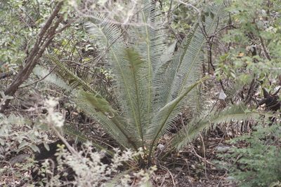 Dioon angustifolium, photographed by Juan Cruzado Cortés