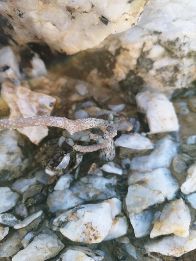 Tylecodon buchholzianus, photographed by leandra-k_89