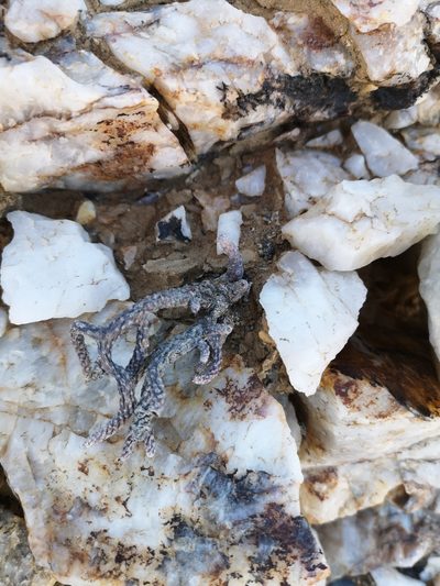 Tylecodon buchholzianus, photographed by leandra-k_89