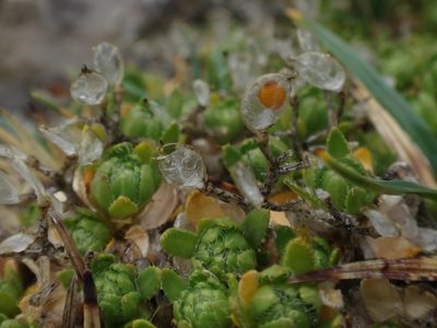 Draba sauteri, photographed by Christian Berg