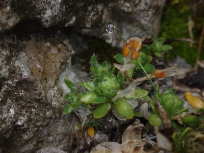 Draba sauteri, photographed by Christian Berg