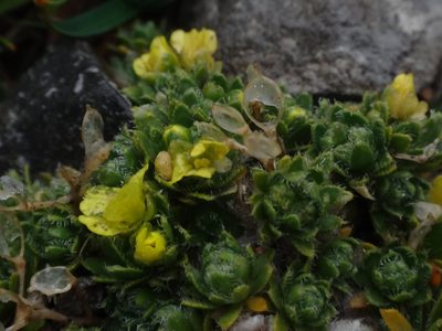 Draba sauteri, photographed by Christian Berg