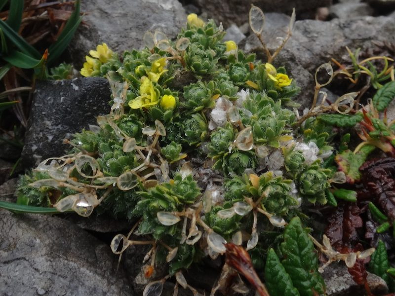 Draba sauteri, photographed by Christian Berg