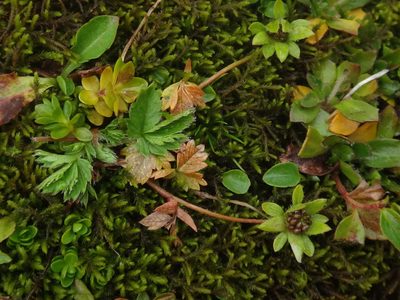 Potentilla brauneana, photographed by Christian Berg