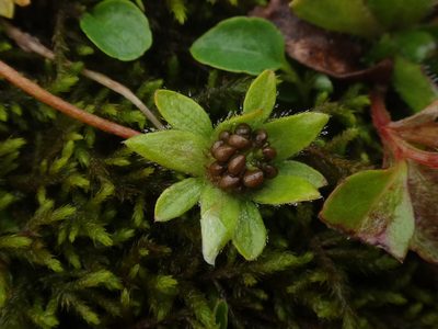 Potentilla brauneana, photographed by Christian Berg