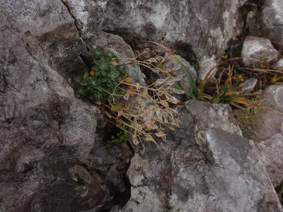 Draba stellata, photographed by Christian Berg