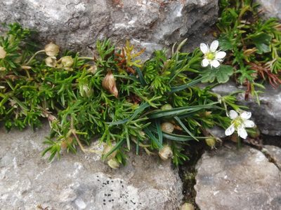 Moehringia ciliata, photographed by Christian Berg