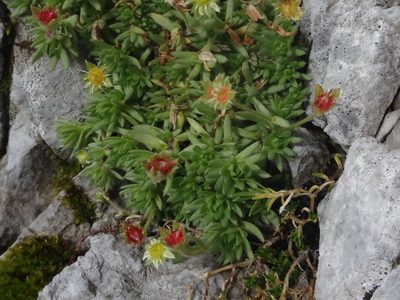 Saxifraga sedoides, photographed by Christian Berg