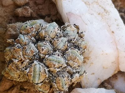 Conophytum quaesitum, photographed by leandra-k_89