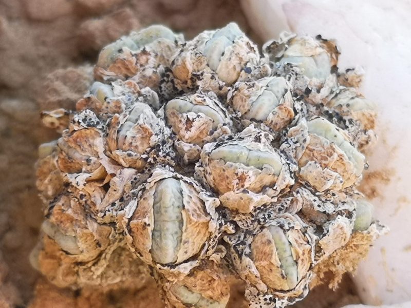Conophytum quaesitum, photographed by leandra-k_89