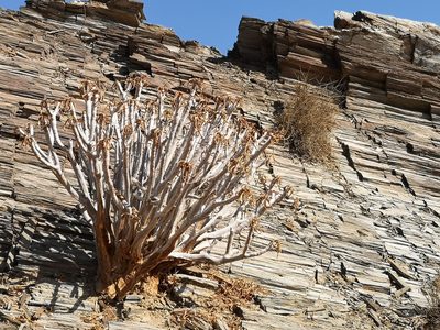 Aloidendron ramosissimum, photographed by leandra-k_89