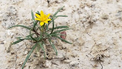 Pectis angustifolia, photographed by Ricardo Olivo Rodríguez