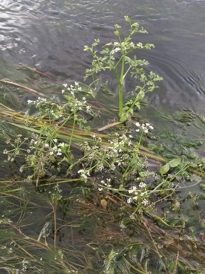 Oenanthe fluviatilis, photographed by timharris