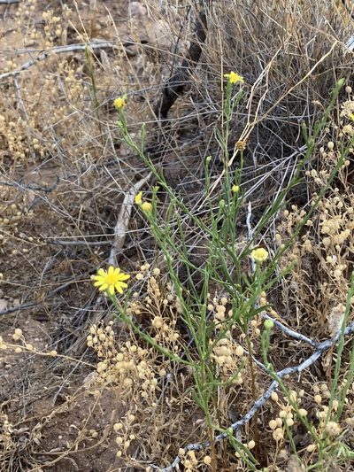 Gutierrezia sphaerocephala, photographed by CK2AZ