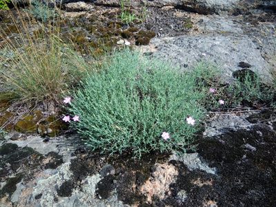 Dianthus hypanicus, photographed by Valerii Darmostuk