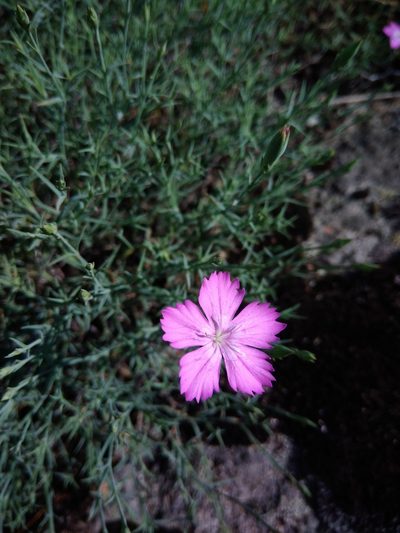 Dianthus hypanicus, photographed by Valerii Darmostuk