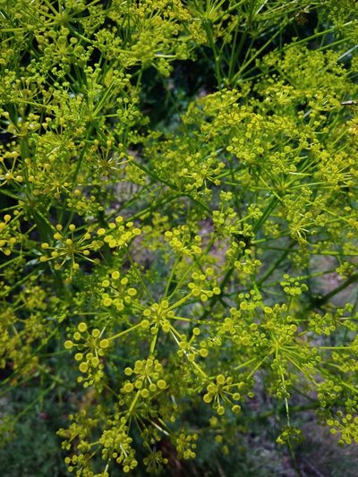 Ferulago galbanifera, photographed by Valerii Darmostuk