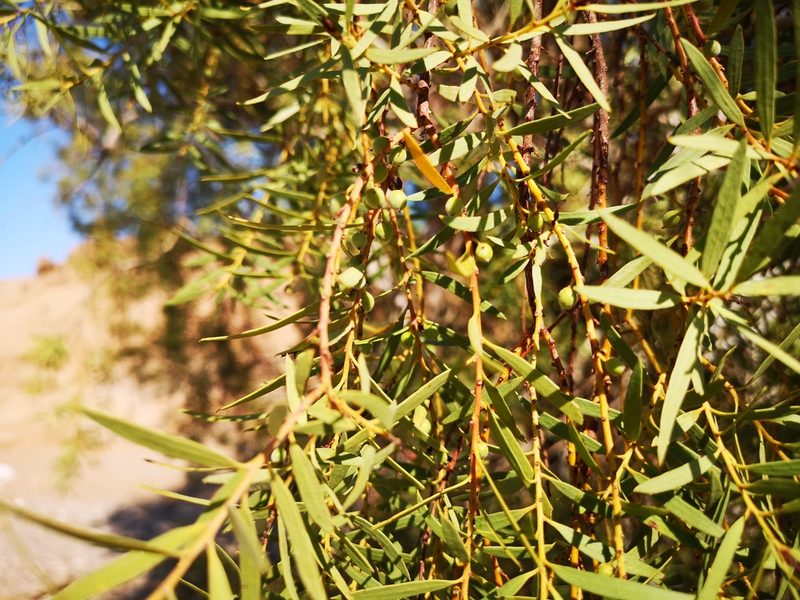 Euclea pseudebenus, photographed by leandra-k_89