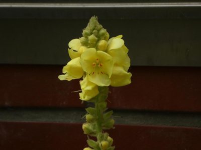 Verbascum densiflorum, photographed by Alexis Tinker-Tsavalas