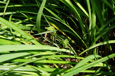 Iris graminea, photographed by Patrick Hacker