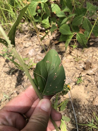 Mirabilis gigantea, photographed by Sam Kieschnick