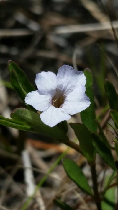 Dyschoriste angusta, photographed by Jay Horn