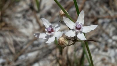 Asclepias feayi, photographed by Jay Horn