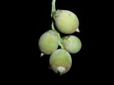 Astrocaryum standleyanum, photographed by Eduardo Chacón Madrigal