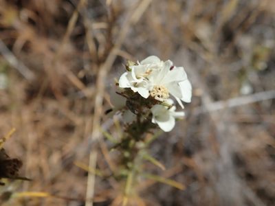 Calycadenia multiglandulosa, photographed by joergmlpts
