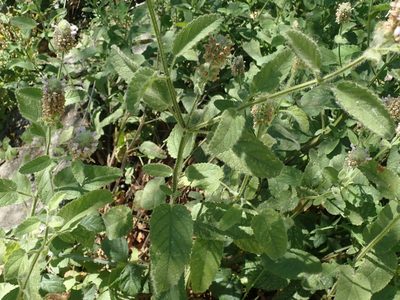 Stachys pycnantha, photographed by joergmlpts
