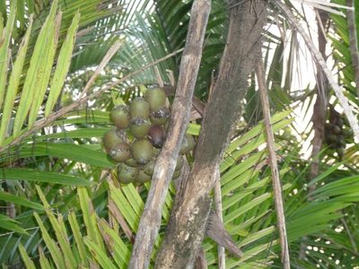 Bactris maraja, photographed by Eduardo Chacón Madrigal