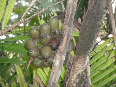 Bactris maraja, photographed by Eduardo Chacón Madrigal