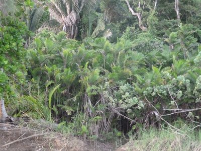 Bactris maraja, photographed by Eduardo Chacón Madrigal