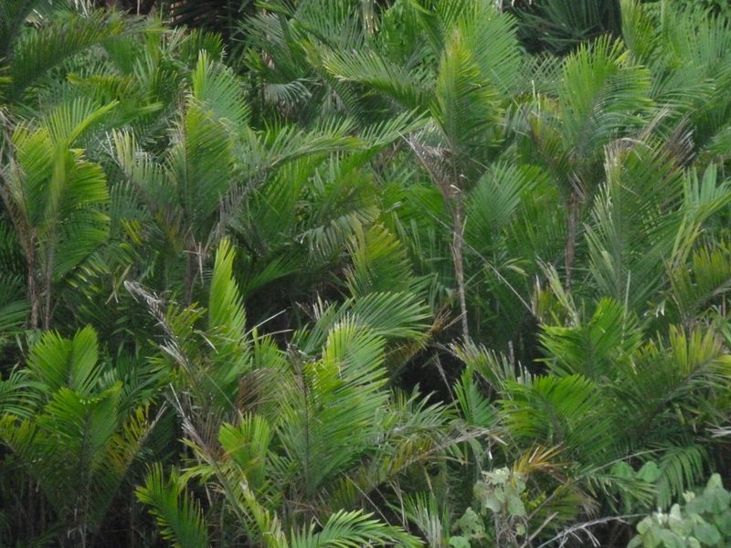 Bactris maraja, photographed by Eduardo Chacón Madrigal