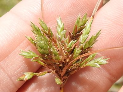 Cyperus filiculmis, photographed by Sam Kieschnick
